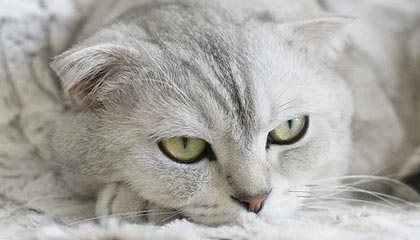 j9九游真人游戏第一品牌登录入口🎮这输得也太快了!LVG毫无还手之力 Nuke仅拿4分遭黑豹暴打