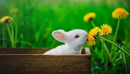 j9九游真人游戏第一平台🏆生涯第9个巡回赛冠军！弗里茨以6-3/7-6(0）击败兹韦列夫夺冠